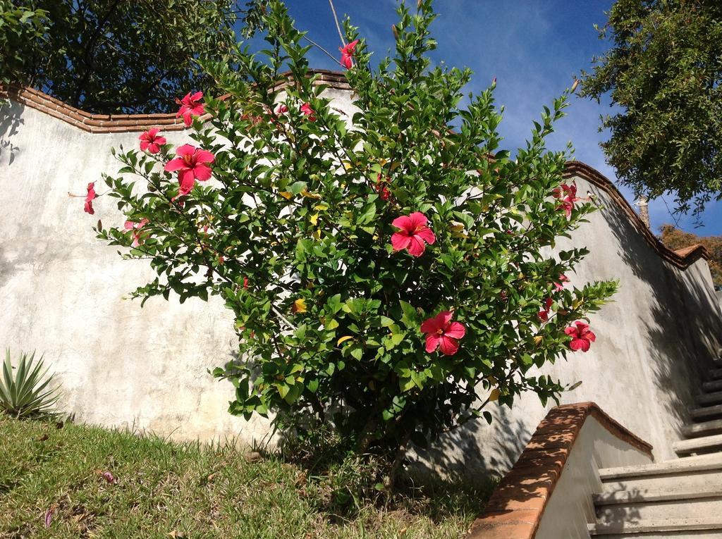 מלון סיפוליטה Casa Flor De Mar מראה חיצוני תמונה